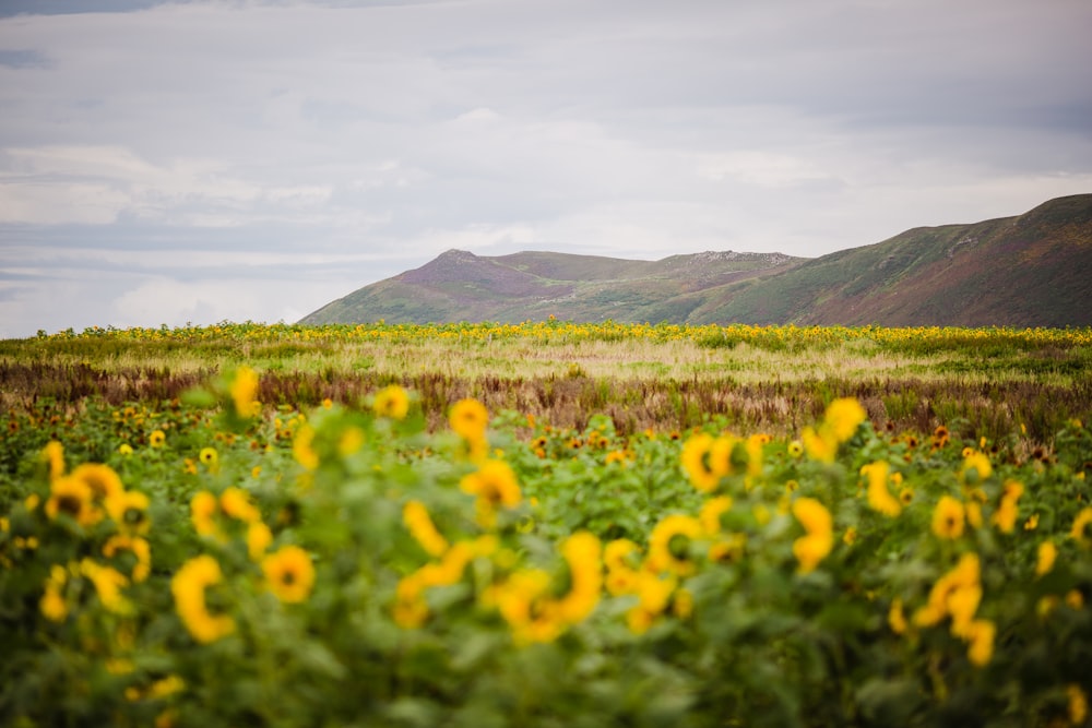yellow flower field near green mountains during daytime