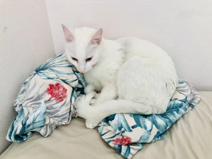 A content cat curled up on a soft pillow wearing a delicate handcrafted dress
