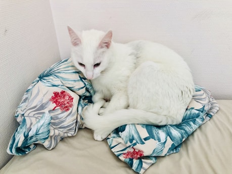 A white cat is comfortably curled up on a colorful floral-print pillow. The cat looks peaceful and relaxed against a neutral-toned background.
