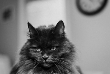 A black and white photograph of a fluffy cat with a long, thick coat and bright eyes. The cat appears to be sitting indoors, with a slight tilt to its head. In the blurred background, a clock is visible on the wall.