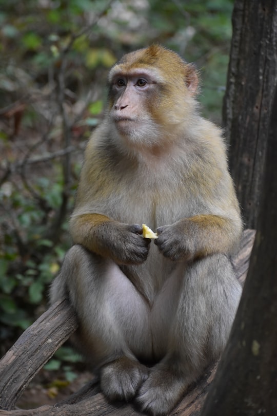 brown monkey sitting on tree branch in La Vallée des Singes France