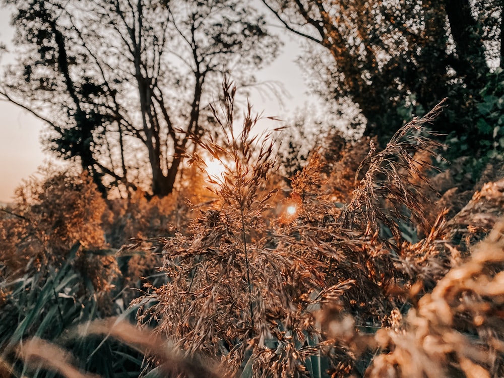 brown grass and green trees during daytime