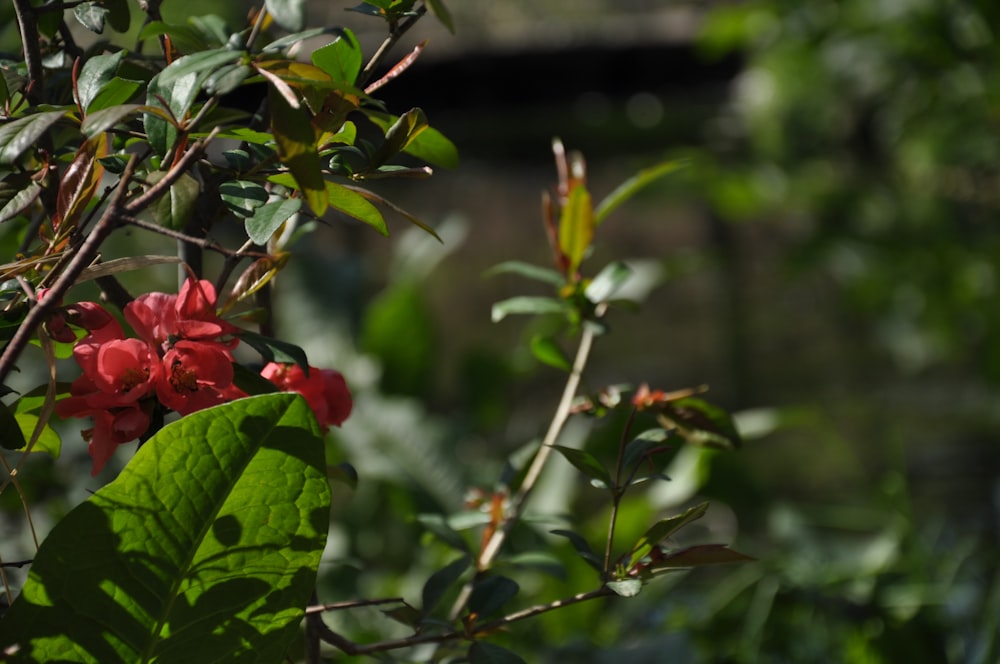 Rote Rose blüht tagsüber