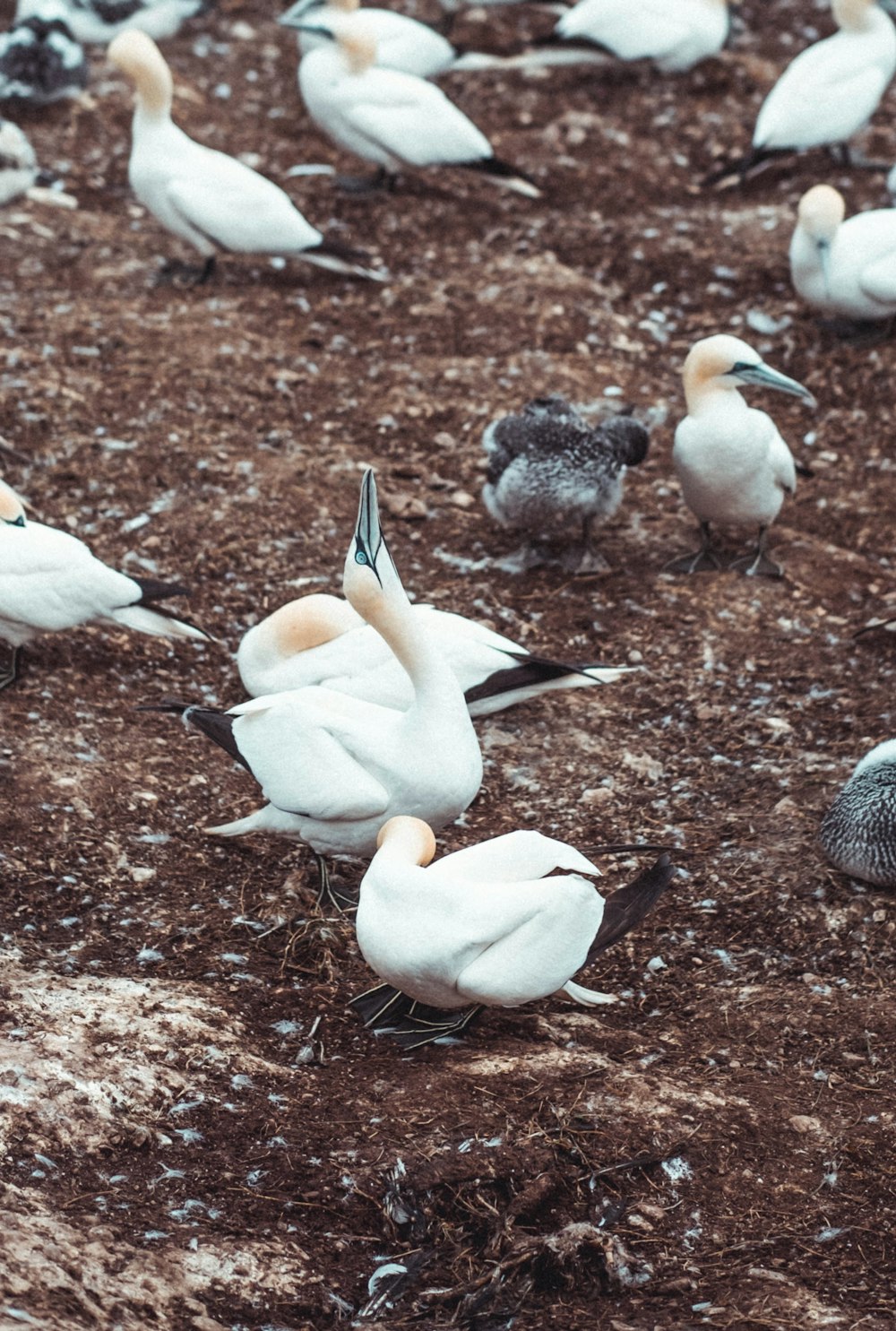 white and black birds on ground during daytime