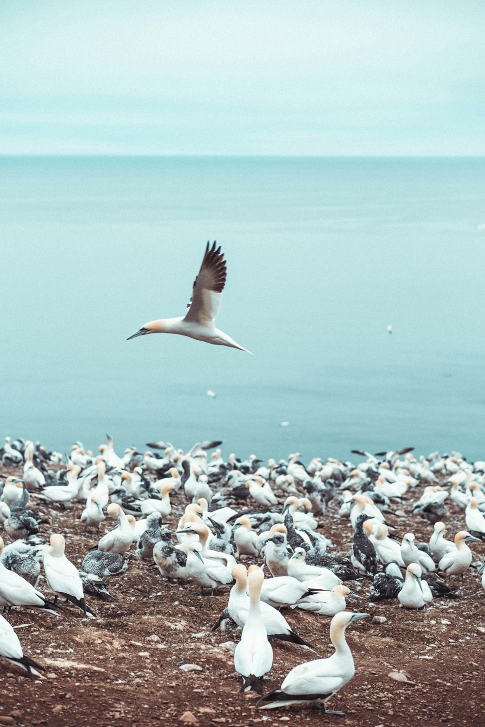 white and black bird flying over the sea during daytime