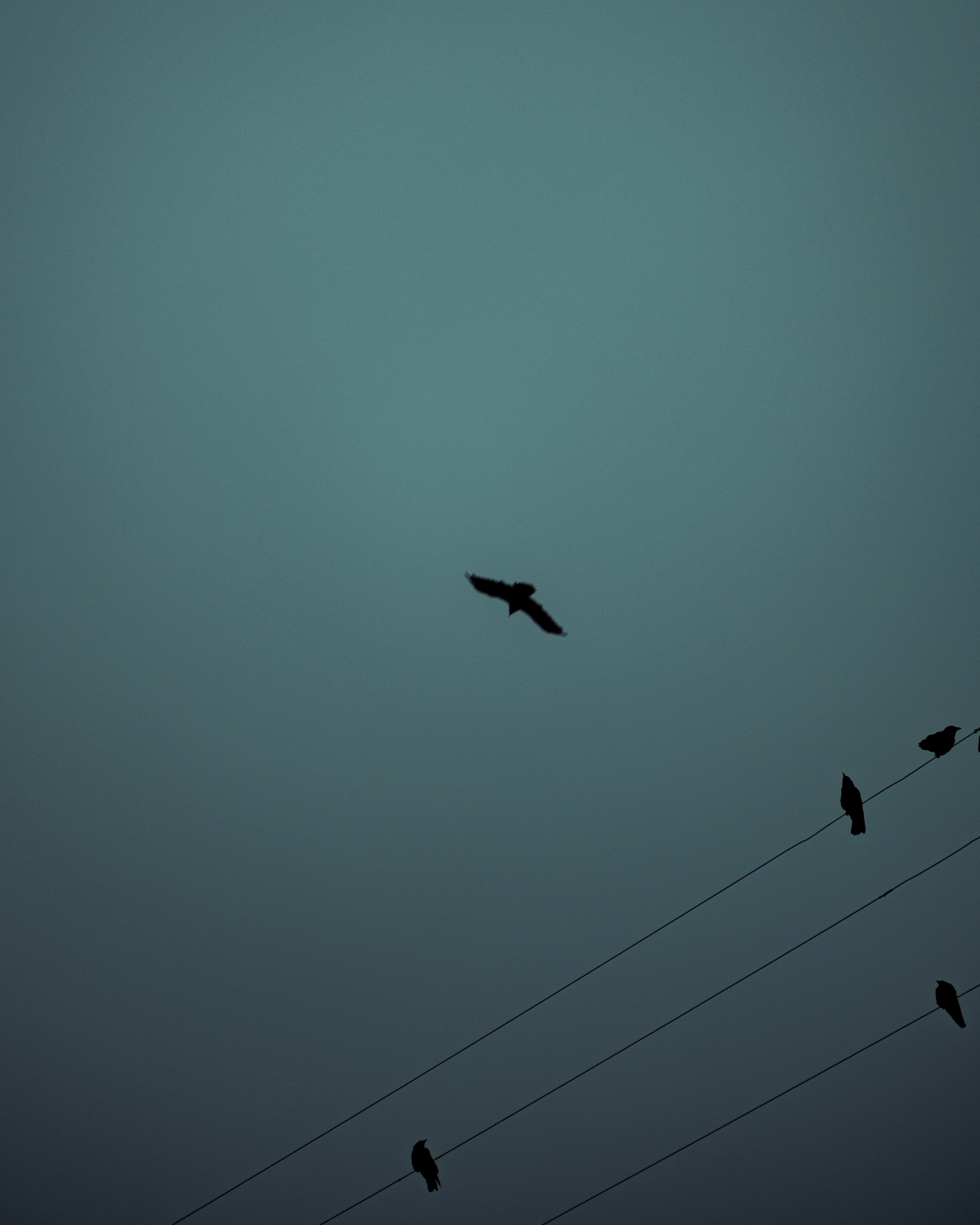 silhouette of bird flying during daytime