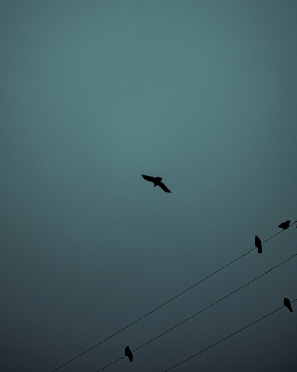 silhouette of bird flying during daytime