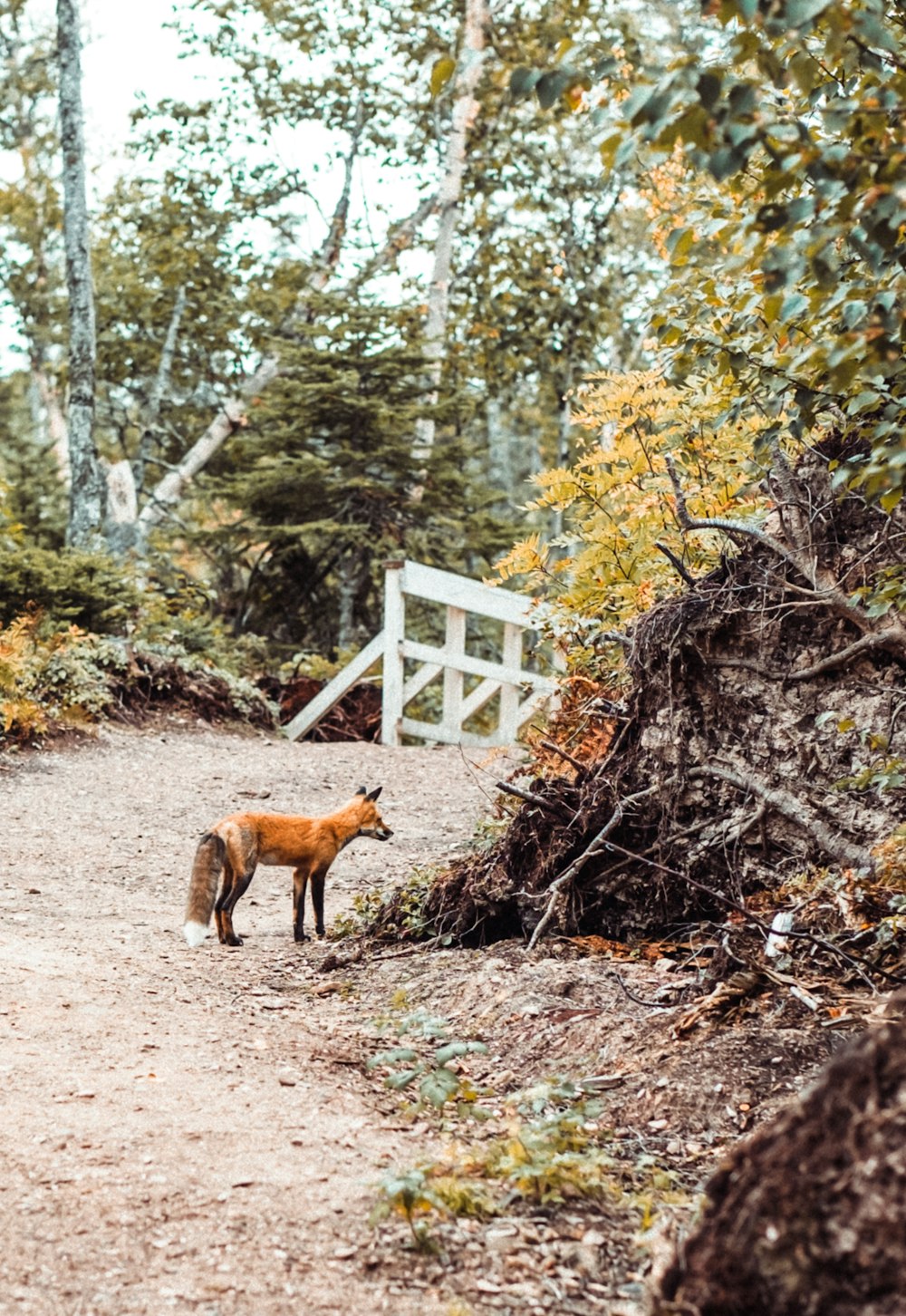 brown fox standing on brown dried leaves during daytime