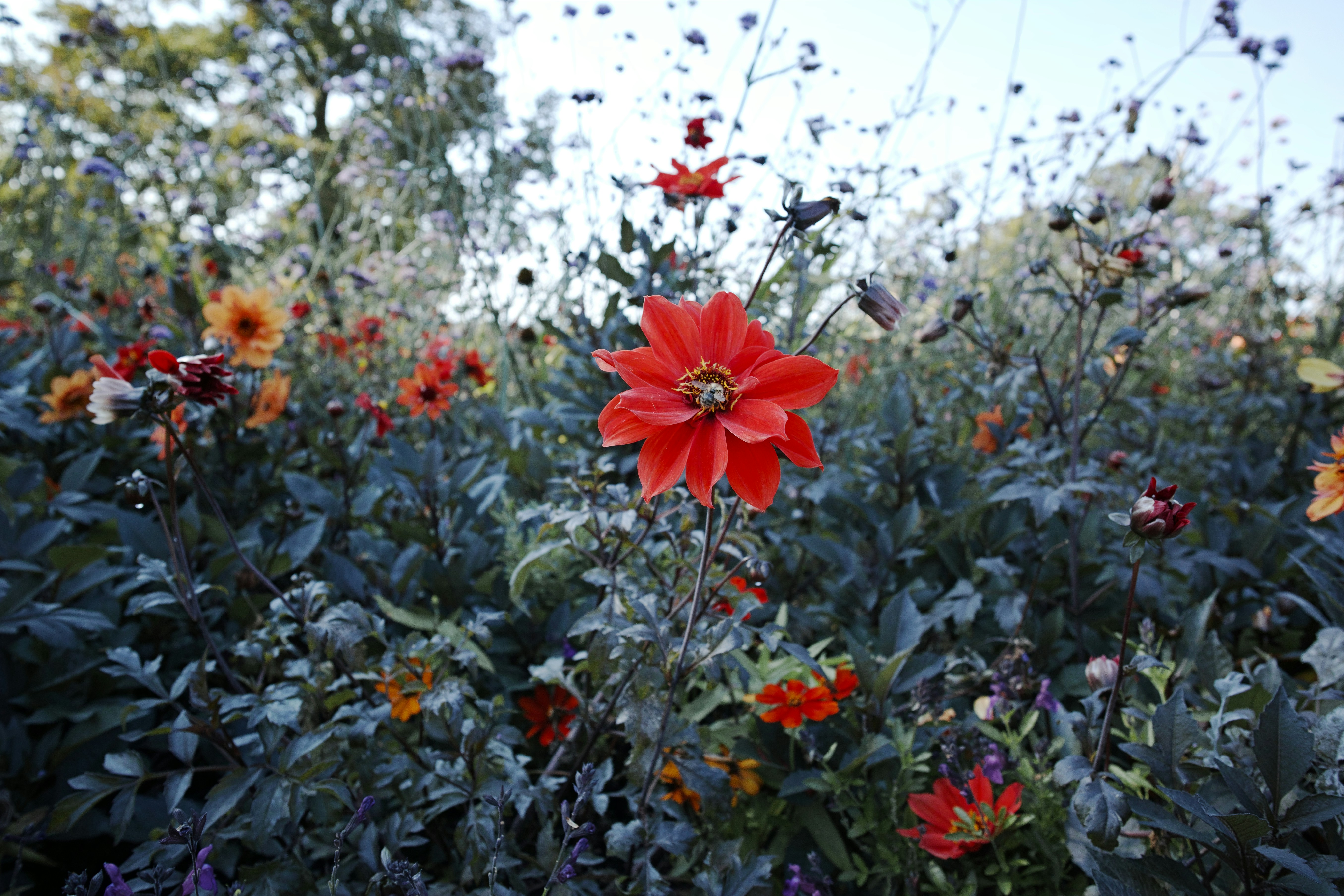 red flower with green leaves during daytime