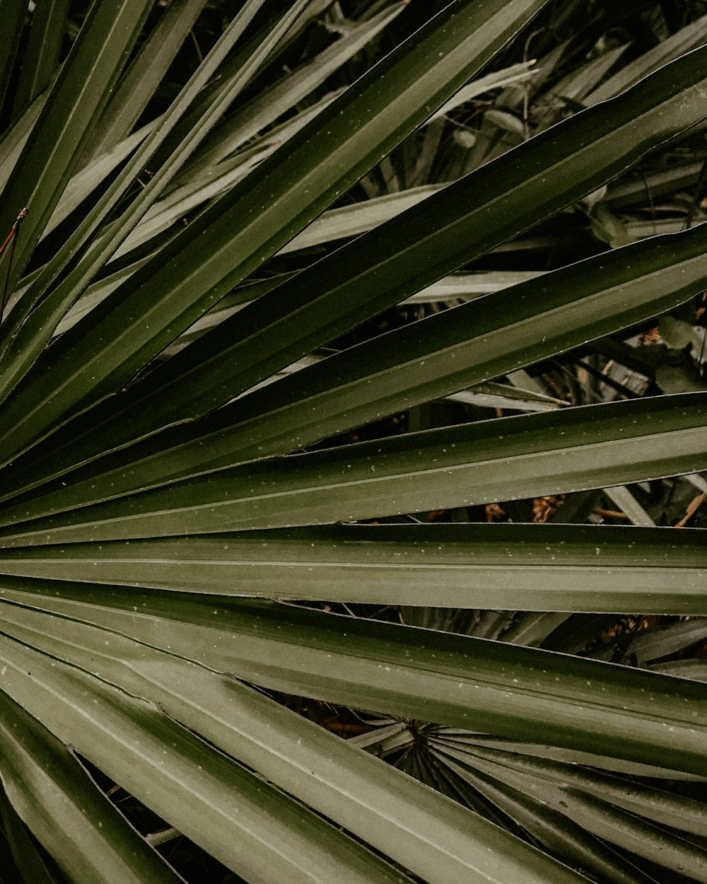 green leaf plant during daytime