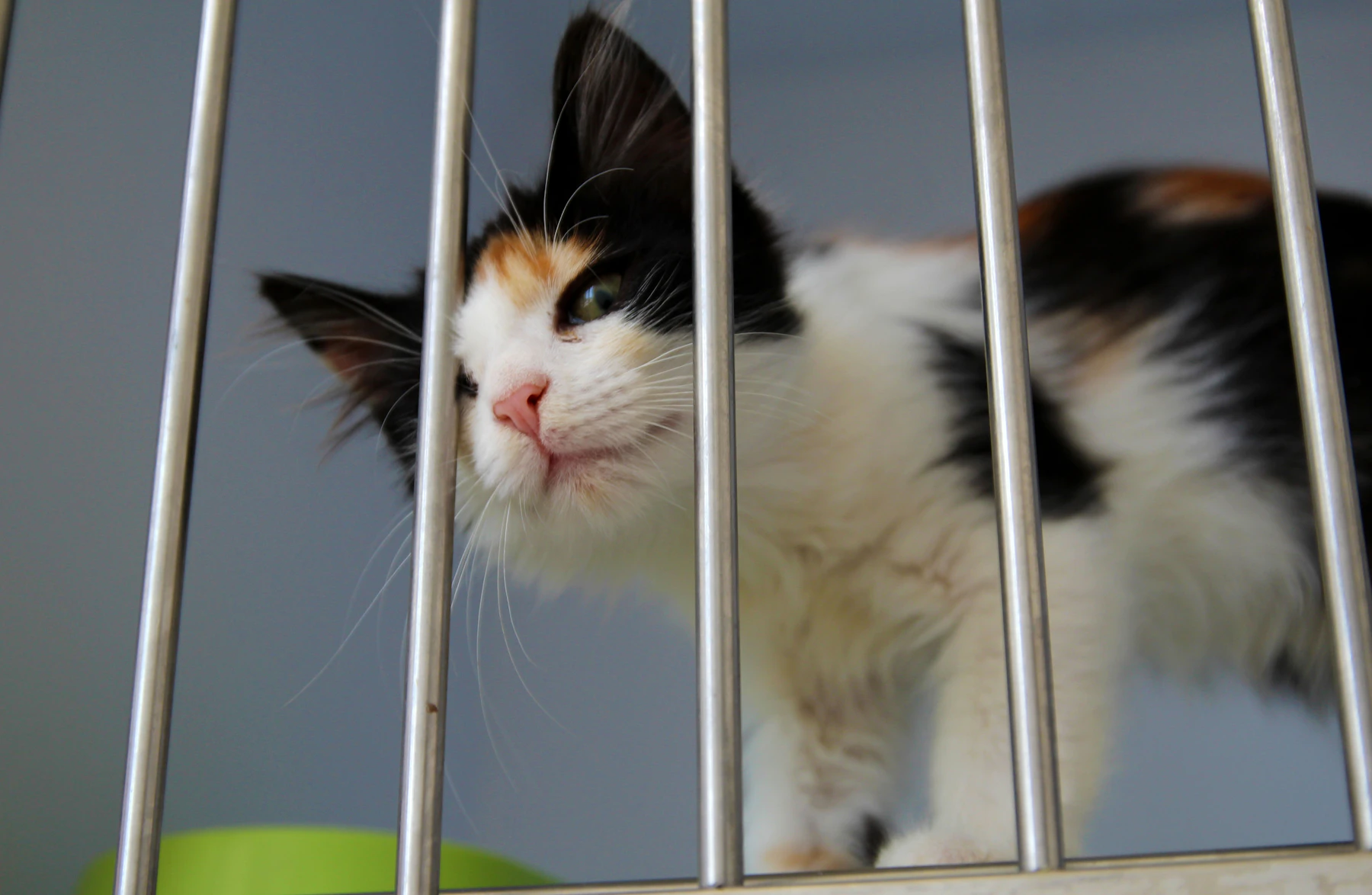 A calico cat looking out between the white bars of a shelter kennel