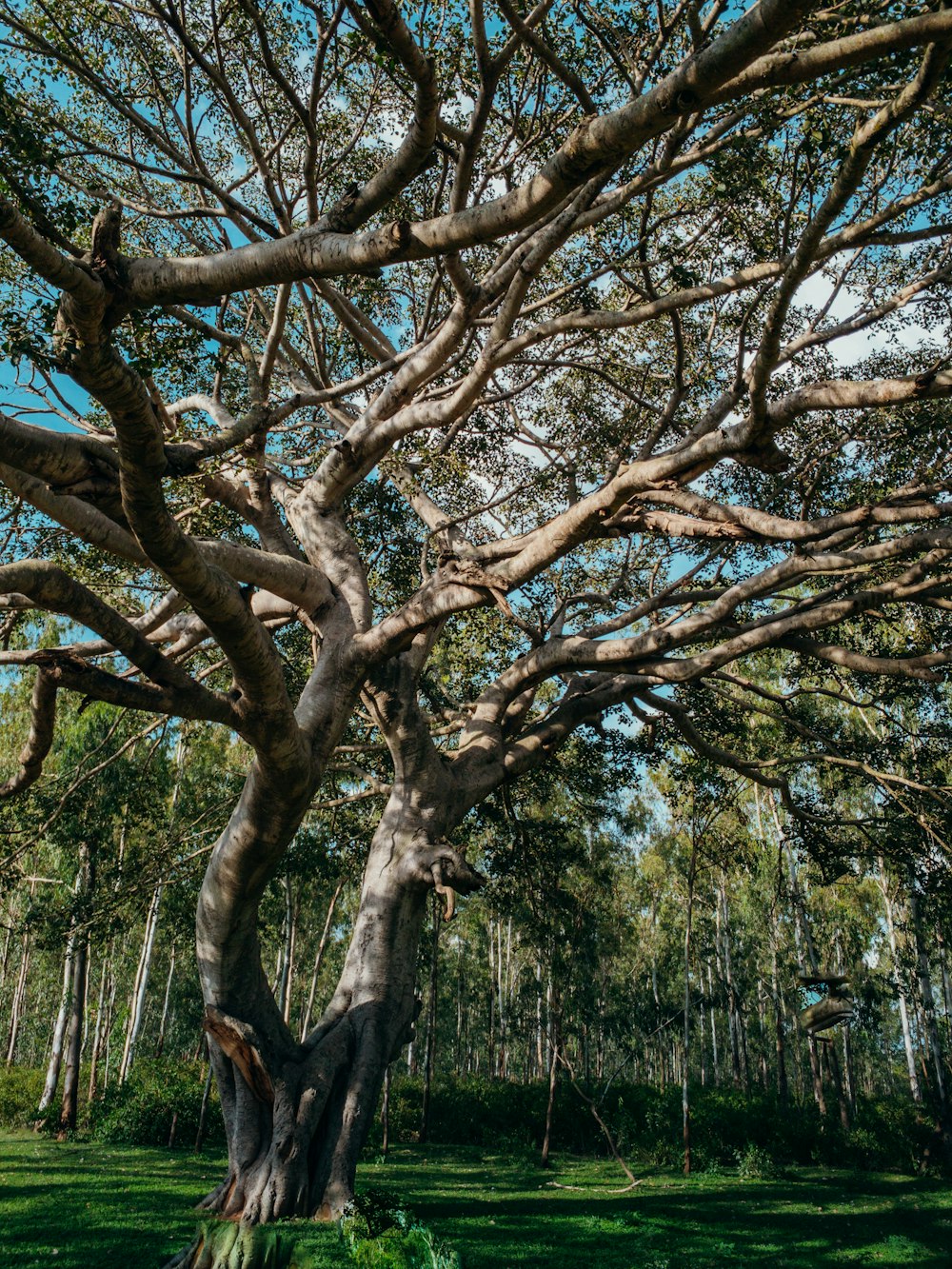 brown tree with green leaves during daytime