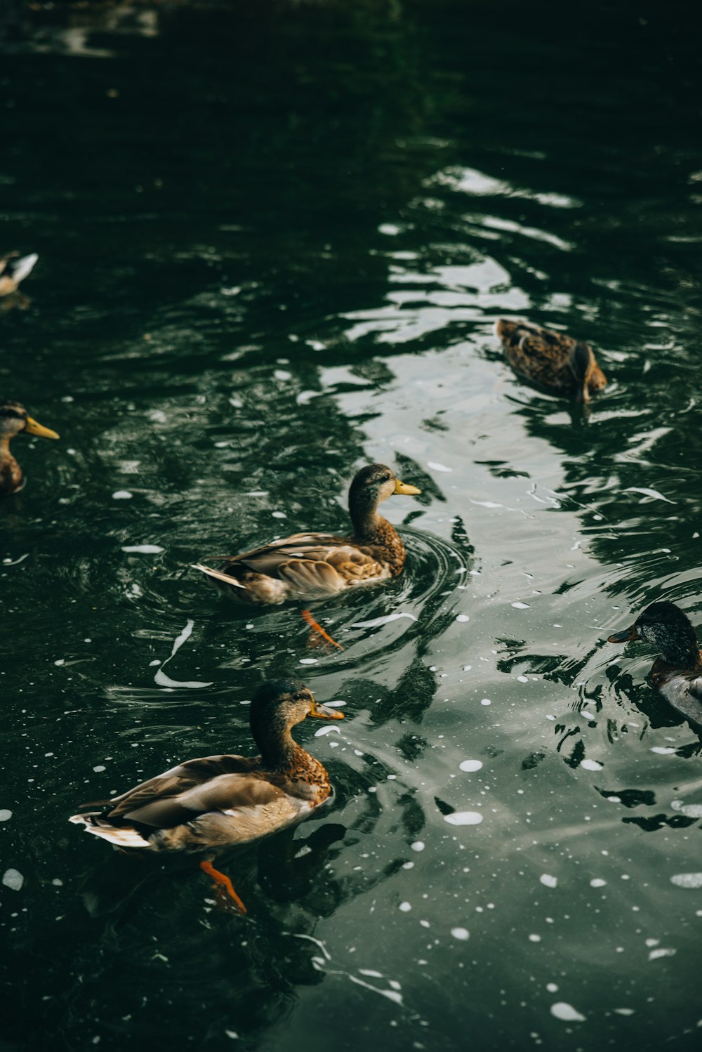 brown and black duck on water