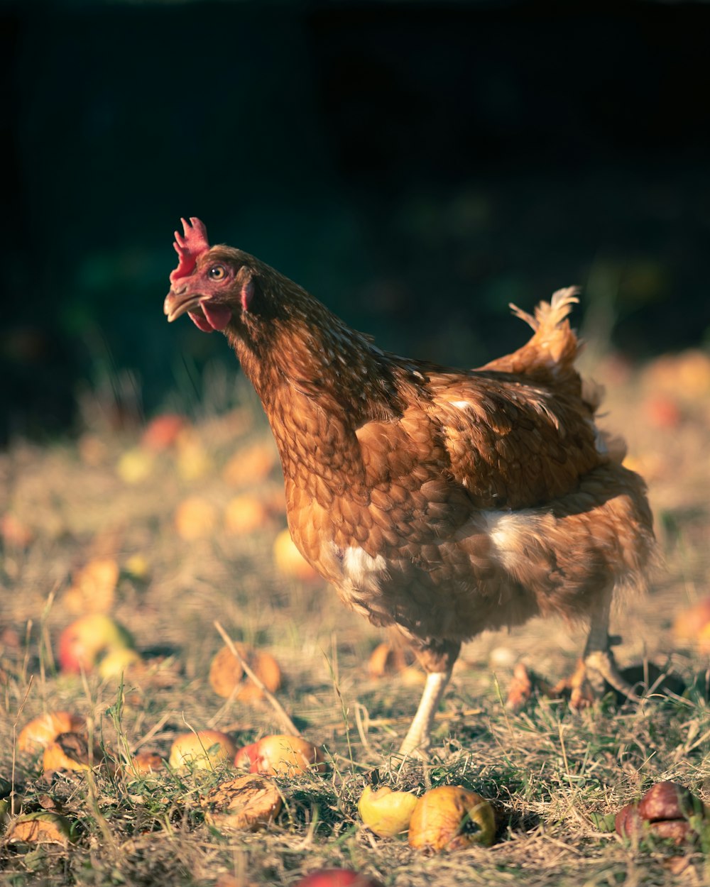 brown chicken on green grass during daytime