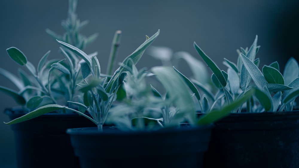 green plant in black pot