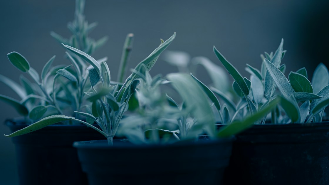 Mediterranean Herbs on the Balcony: Rosemary, Thyme and More — practical guide overview