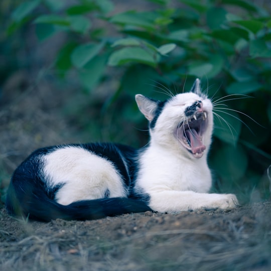 white and black cat lying on ground in Allondrelle-la-Malmaison France