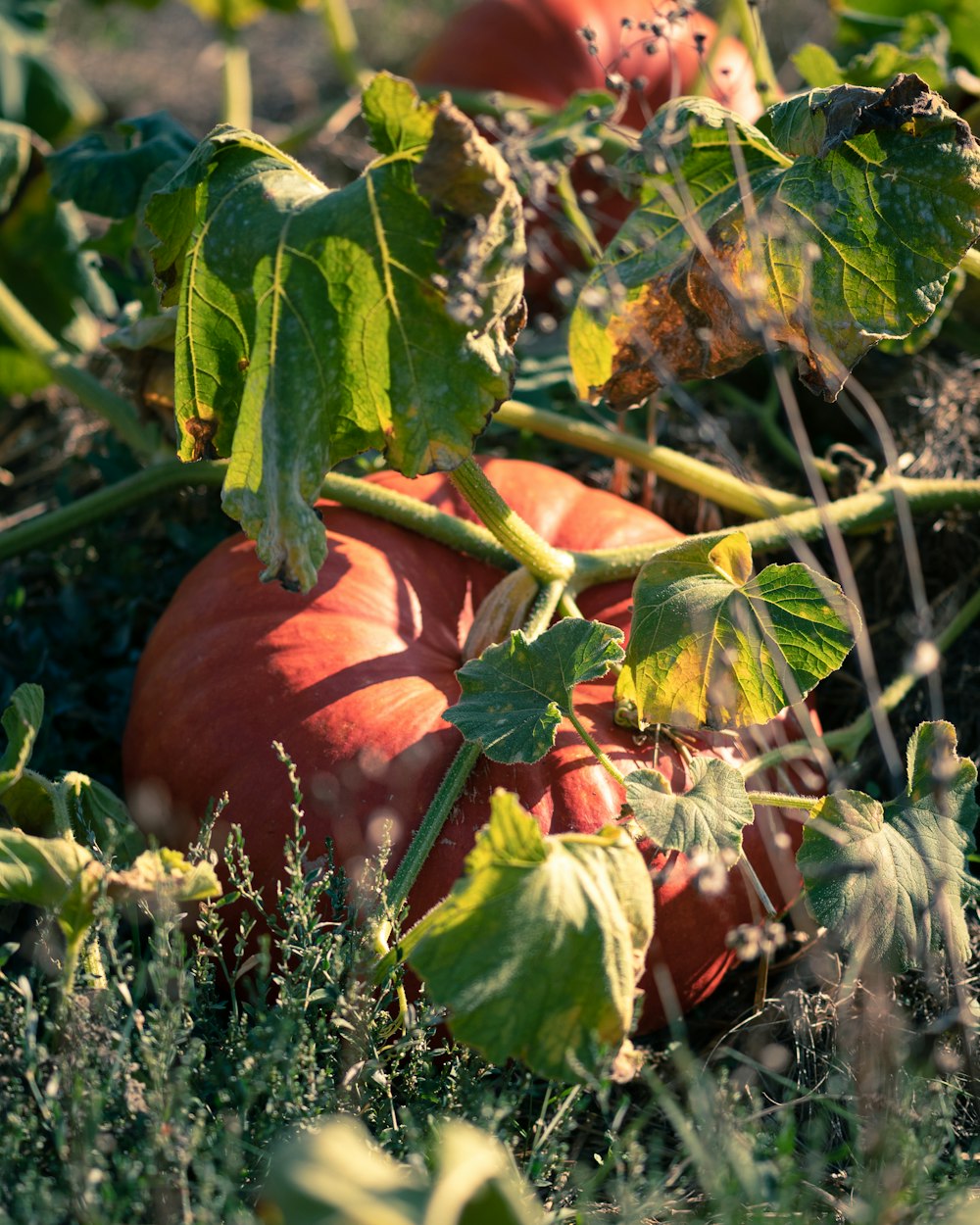 orange pumpkin on green grass