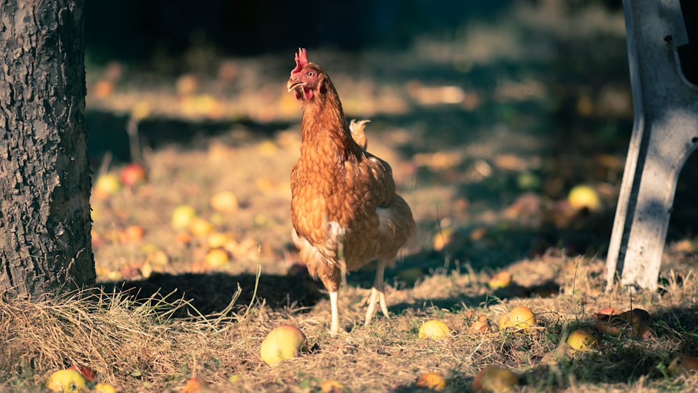 brown hen on green grass during daytime