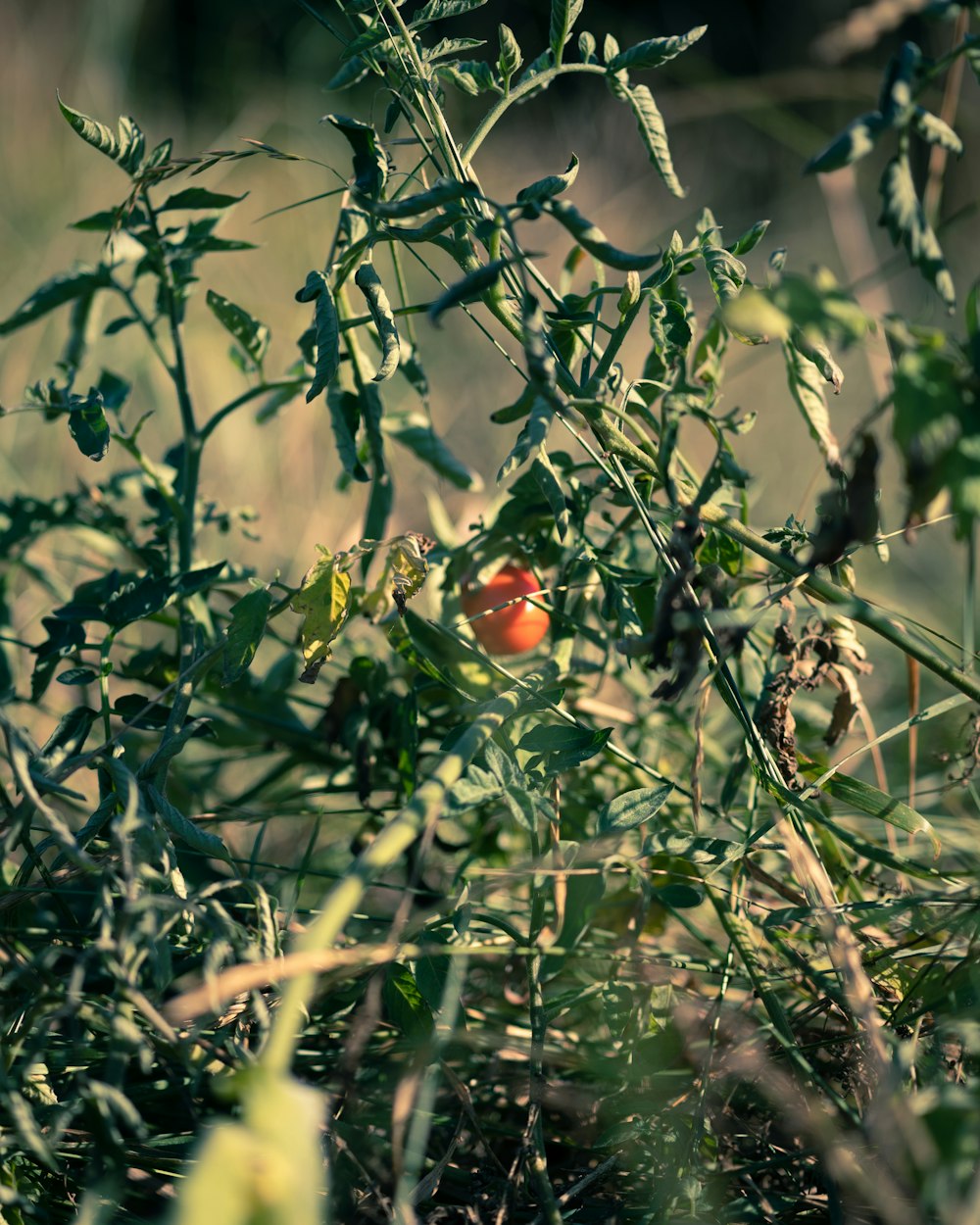 red tomato on green plant during daytime