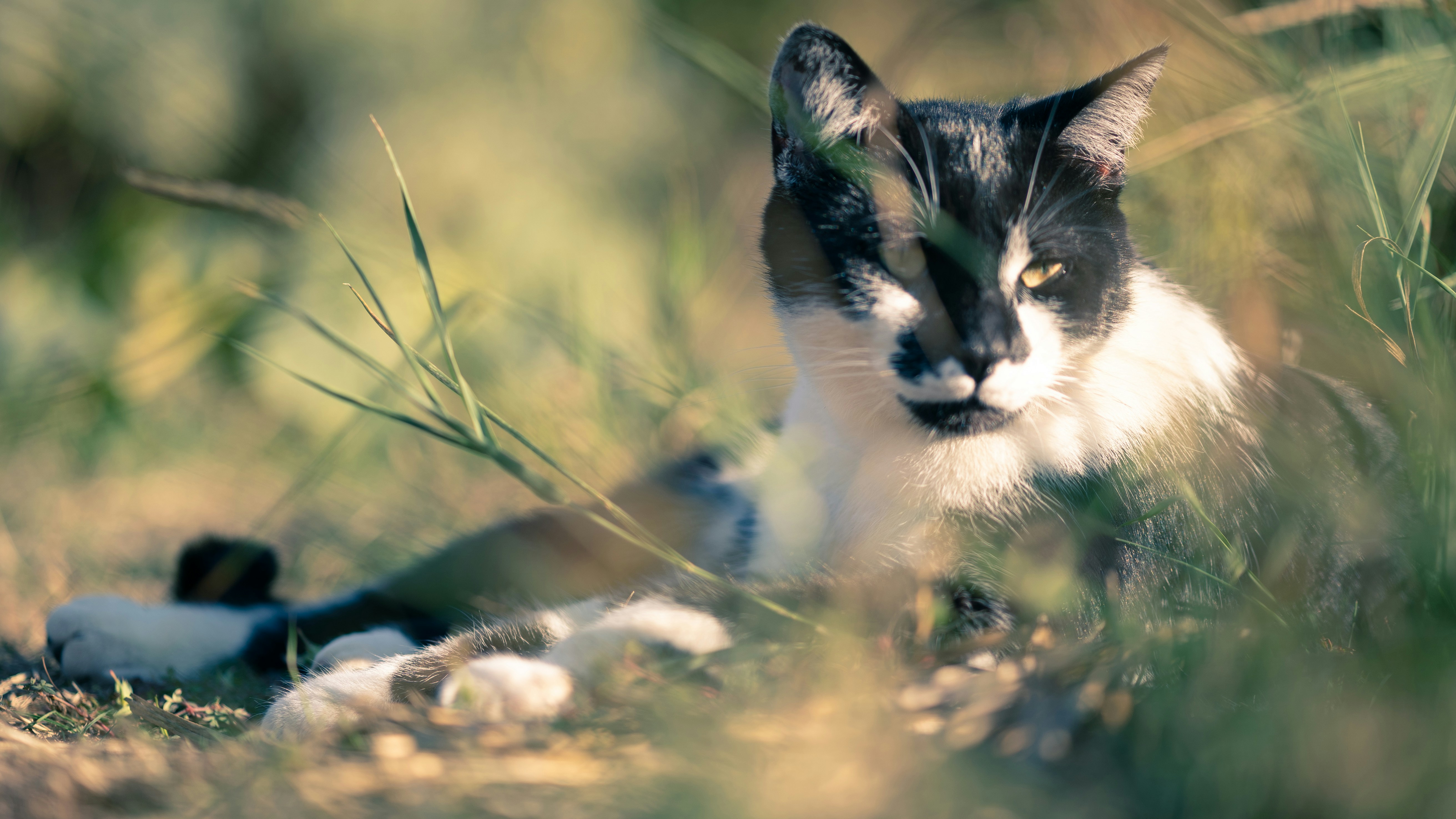 white and black cat on brown rock