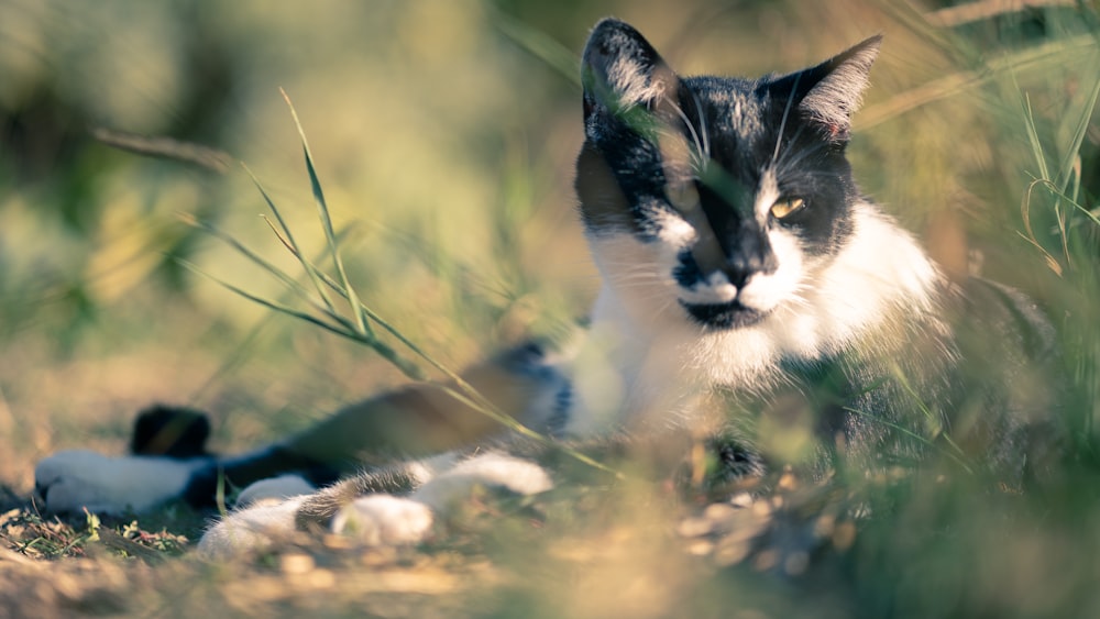 white and black cat on brown rock