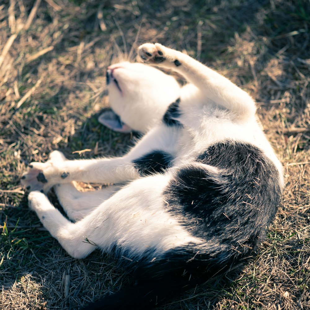 white and black cat lying on brown grass