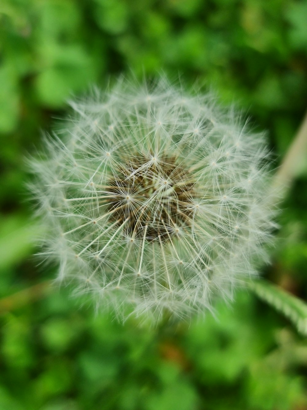 white dandelion in close up photography