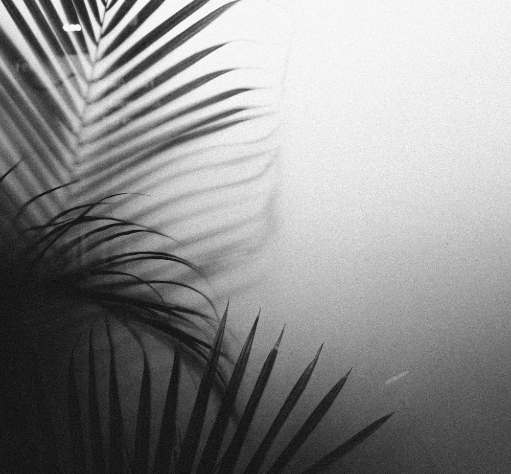 grayscale photo of palm plant