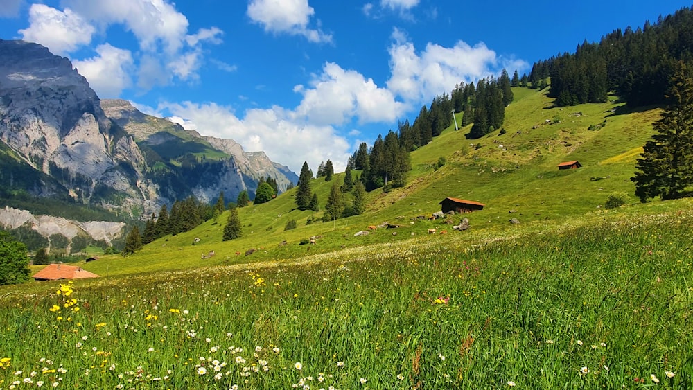 un campo erboso con una montagna sullo sfondo