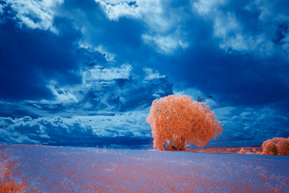 brown tree on brown sand under blue sky and white clouds during daytime