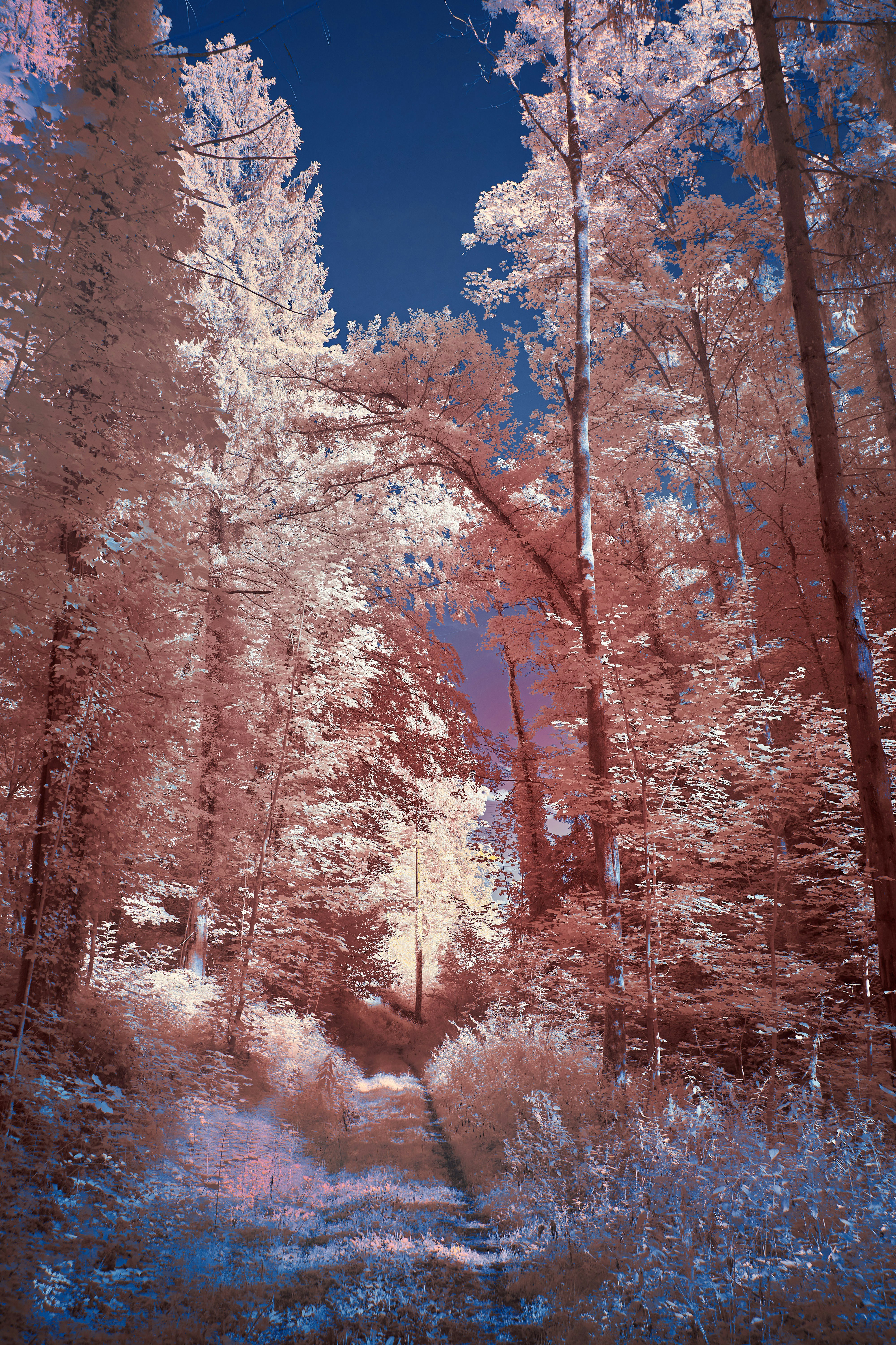 Photo by wolfgang_hasselmann