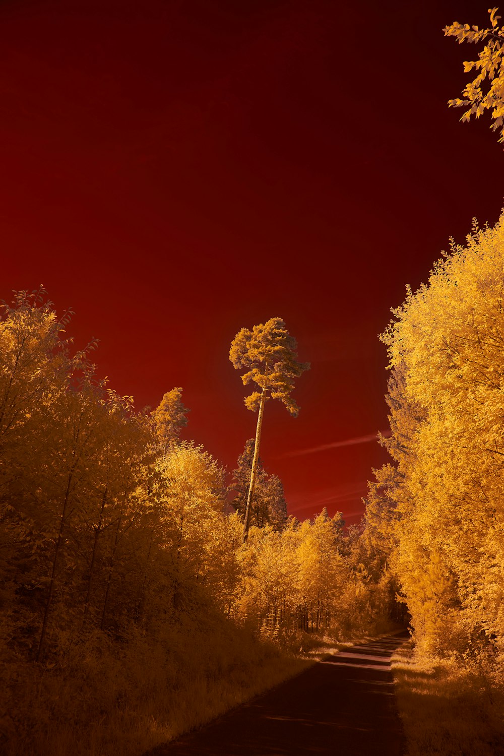 yellow leaf trees during daytime