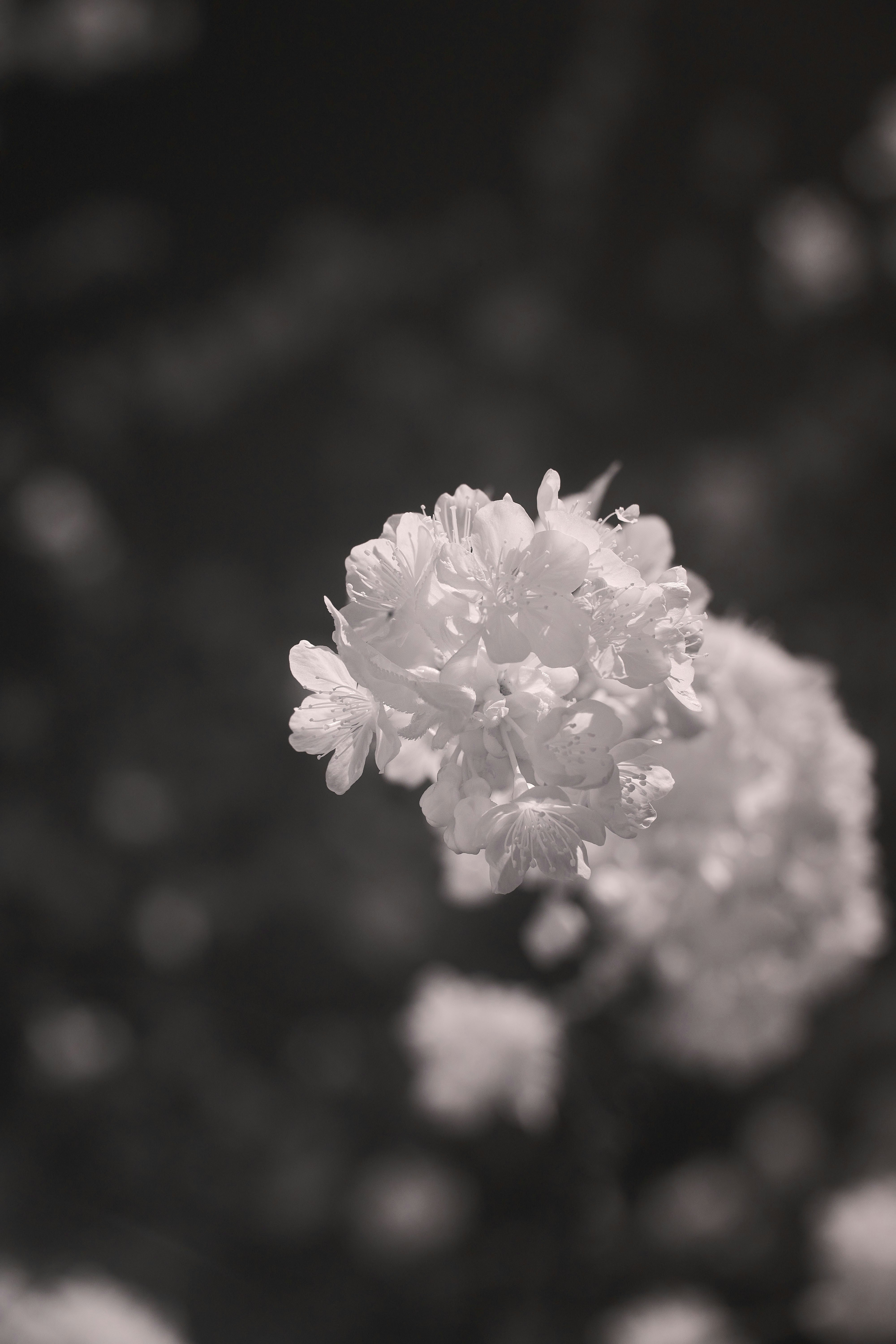 Photo by wolfgang_hasselmann