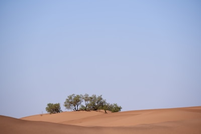 A group of volunteers planting trees in a desert area under a clear blue sky.