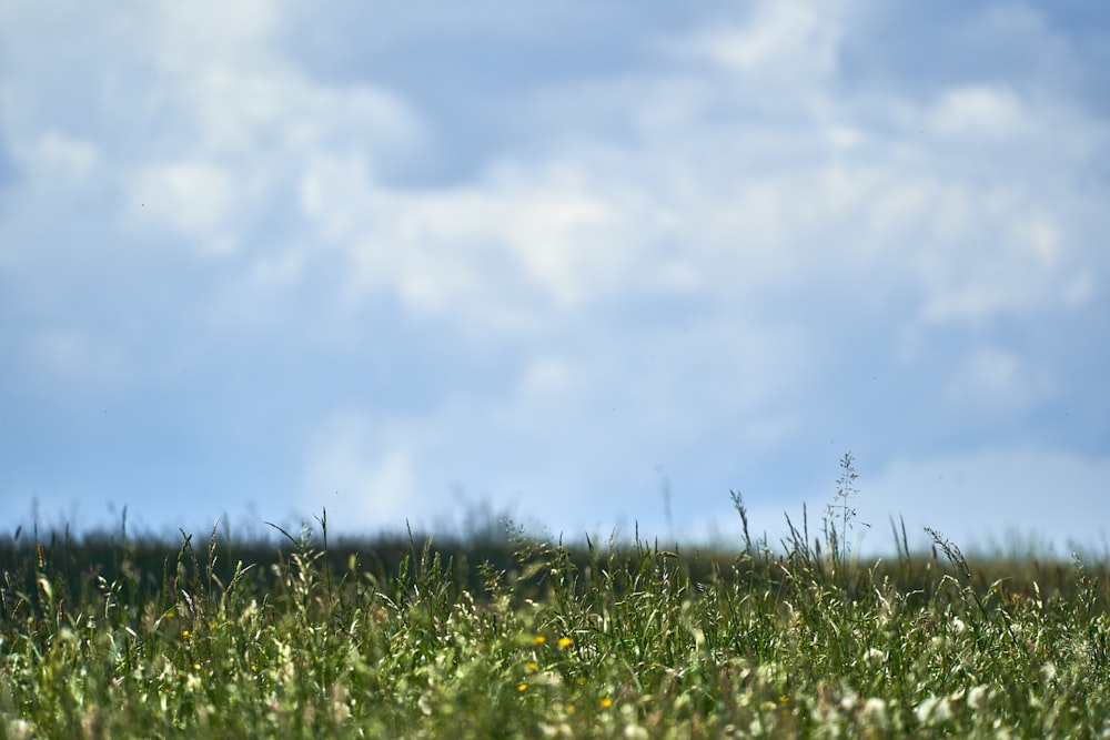 green grass under white clouds during daytime