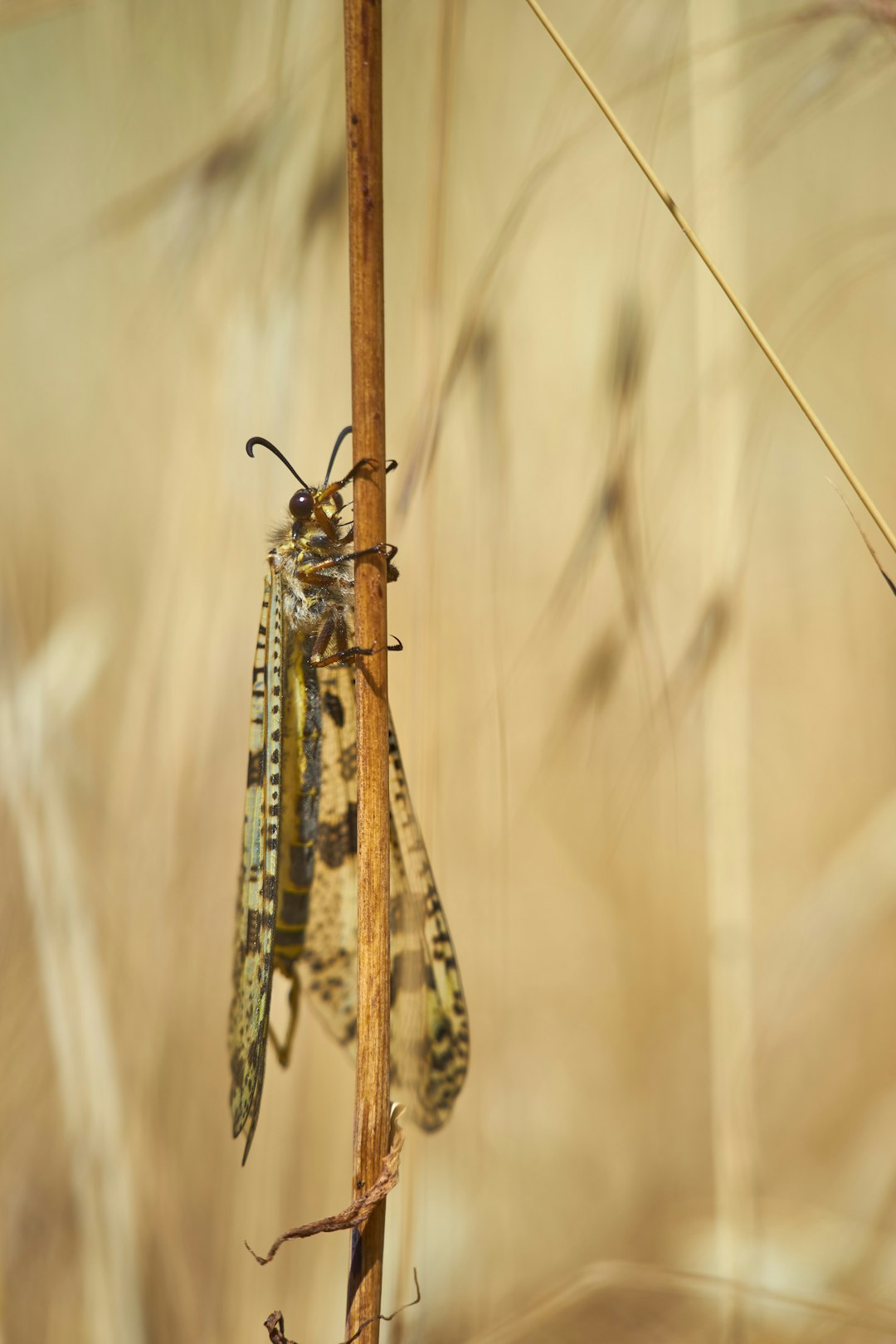 brown and black insect on brown stem