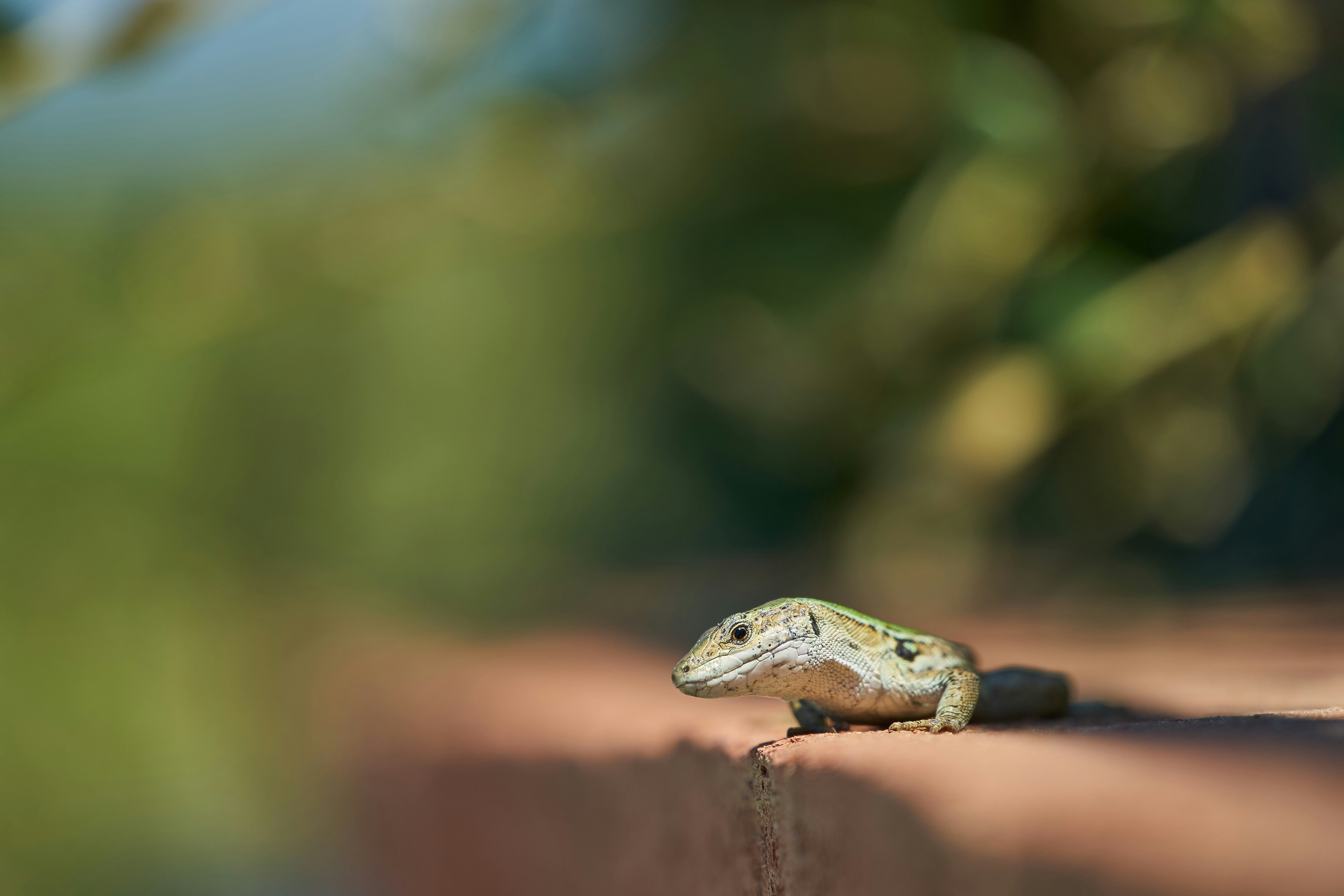 Photo by wolfgang_hasselmann