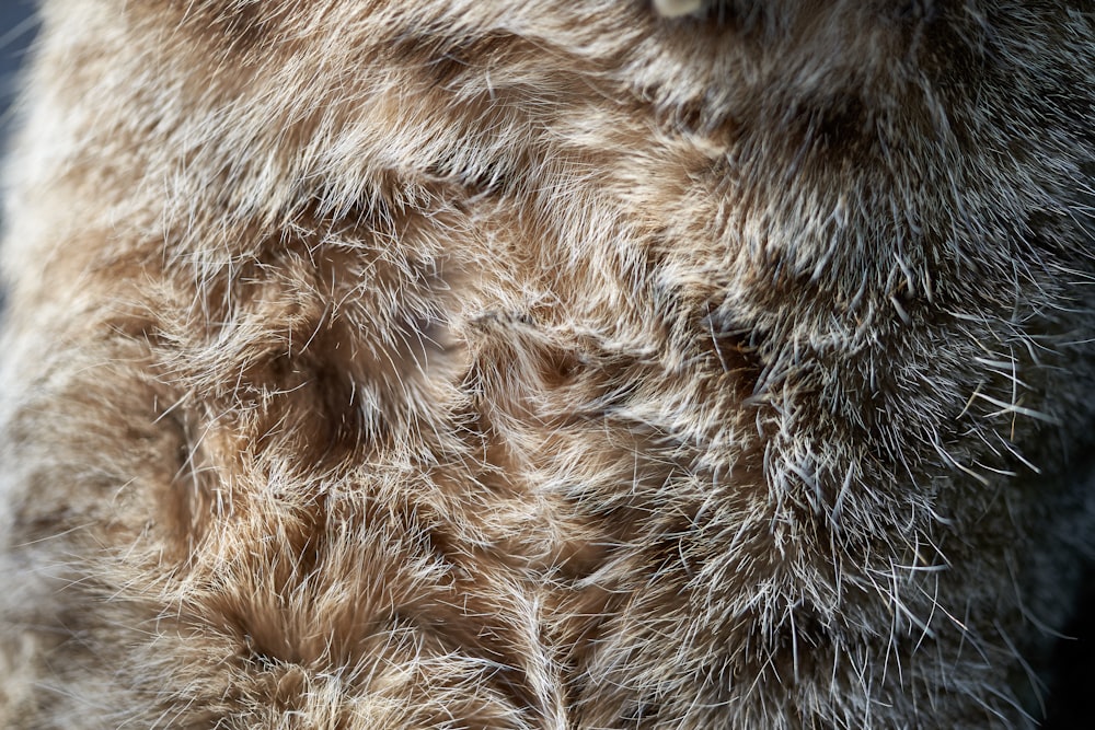 35,750 Fake Fur Stock Photos, High-Res Pictures, and Images - Getty Images