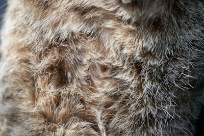 brown and black fur textile fur zoom background