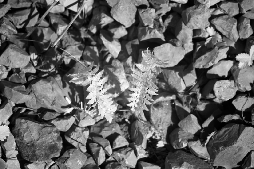 grayscale photo of plant on rocks