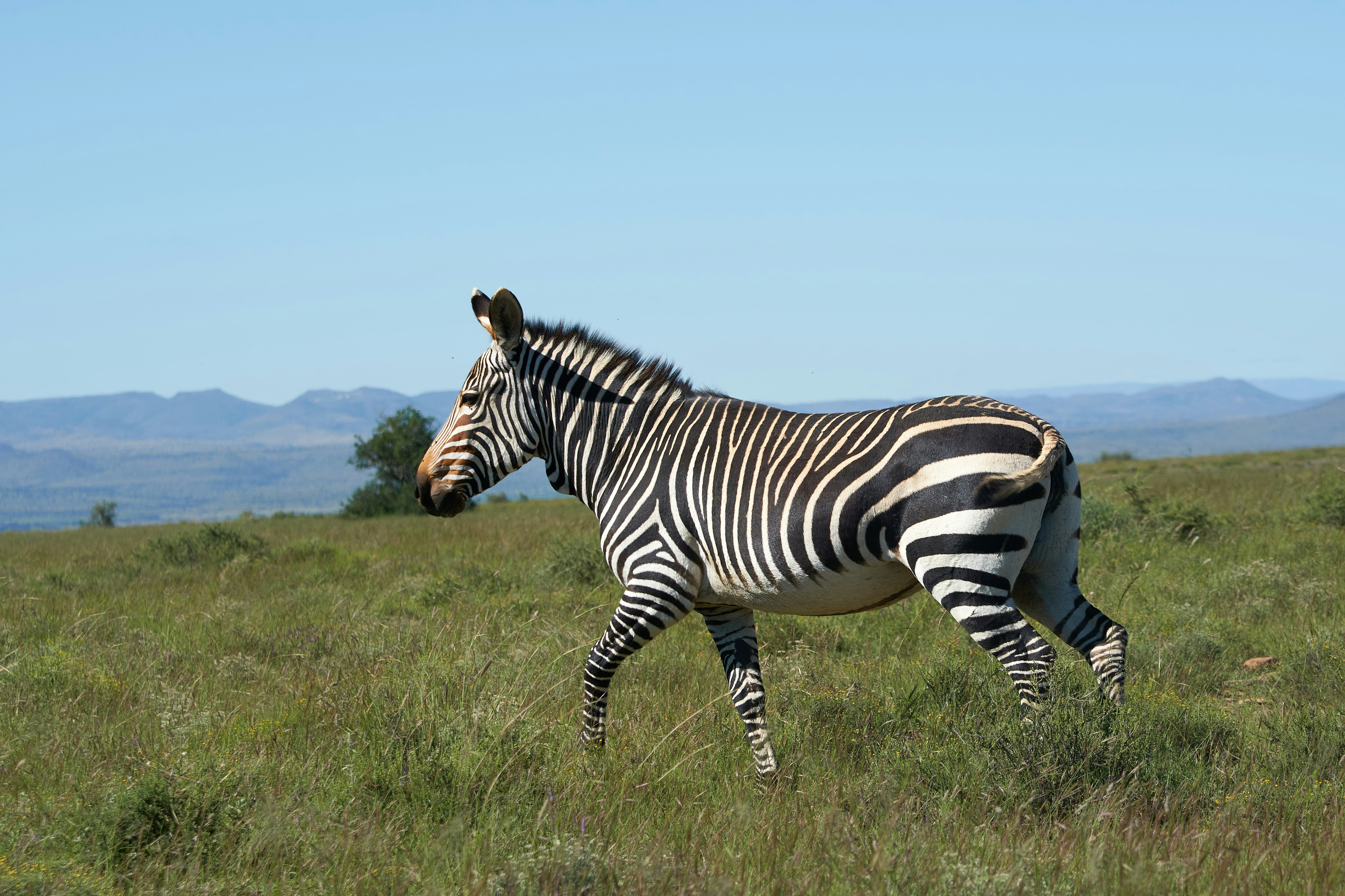 Photo by wolfgang_hasselmann