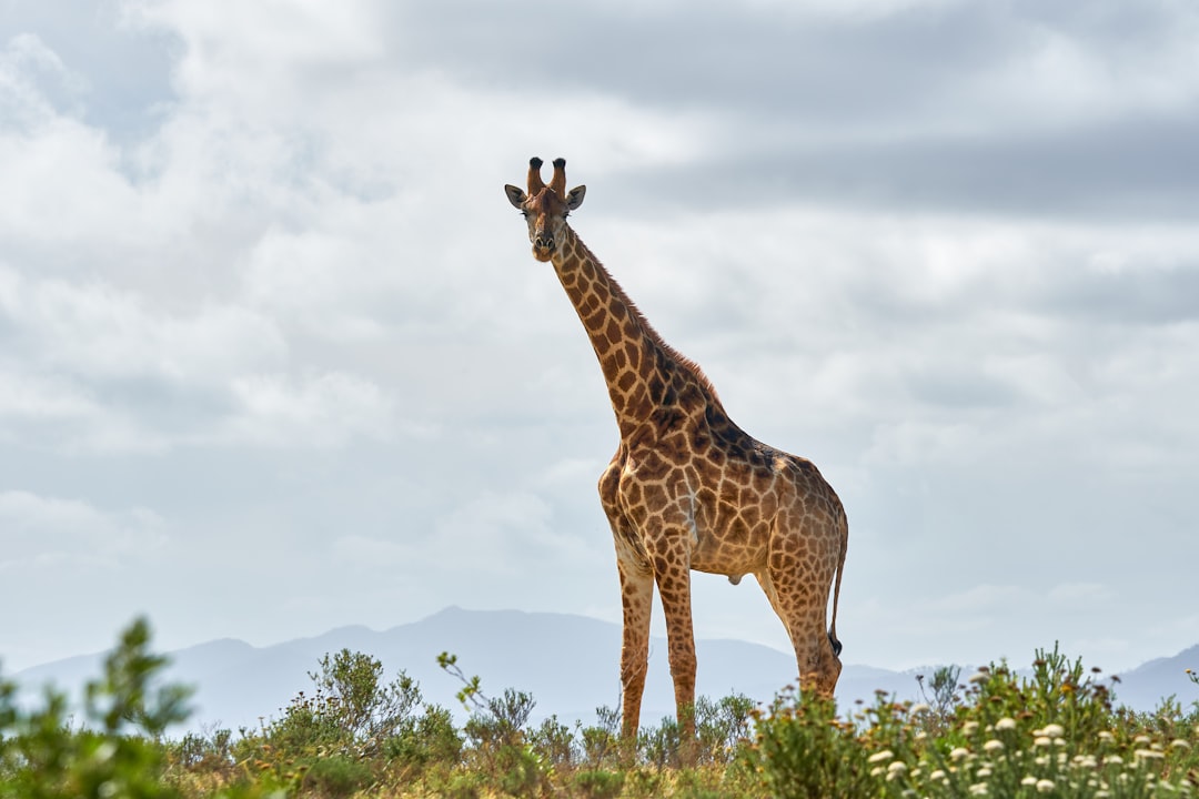 giraffe standing on green grass field during daytime