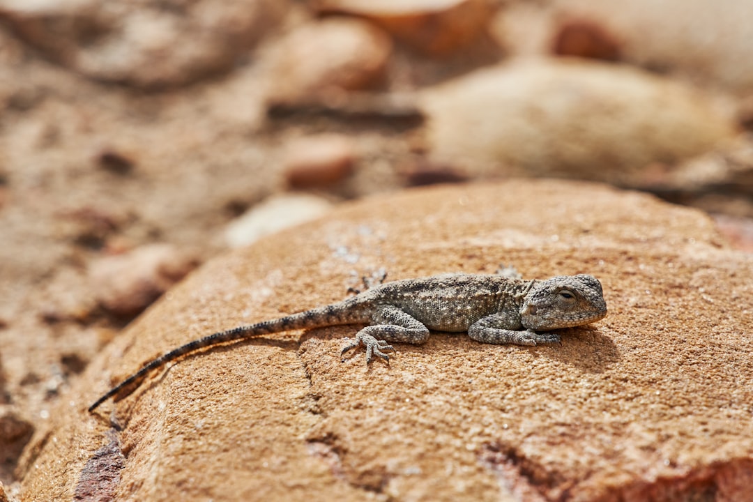 gray and brown lizard on brown rock