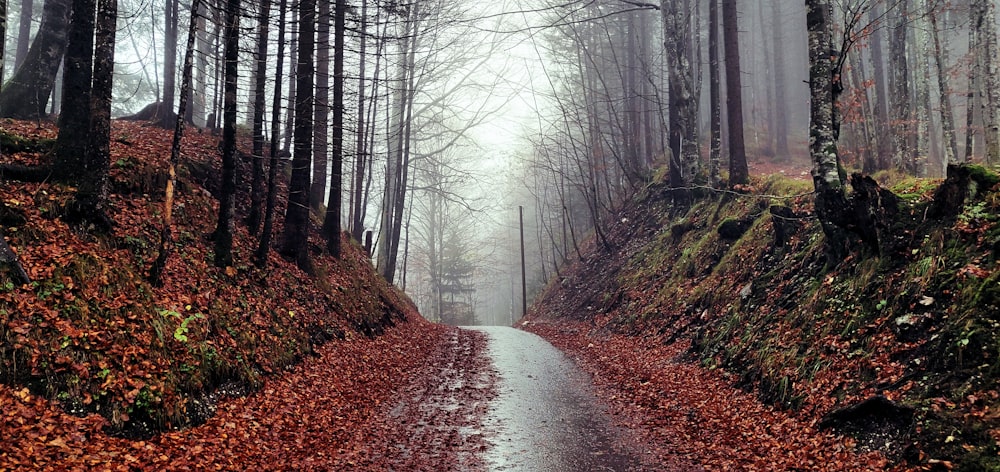 a wet road in the middle of a forest