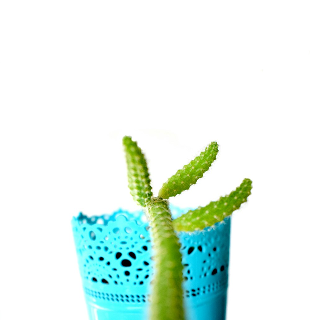 green cactus plant in pink plastic pot