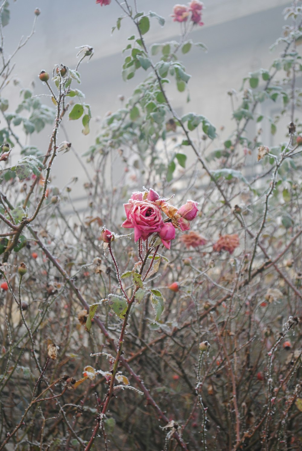 pink roses in bloom during daytime