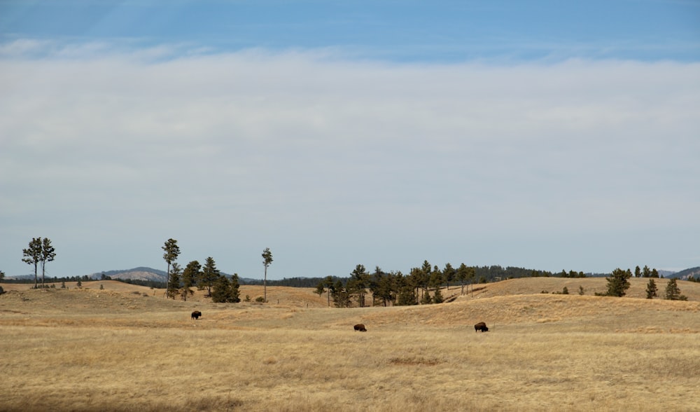 alberi verdi su campo marrone sotto cielo blu durante il giorno