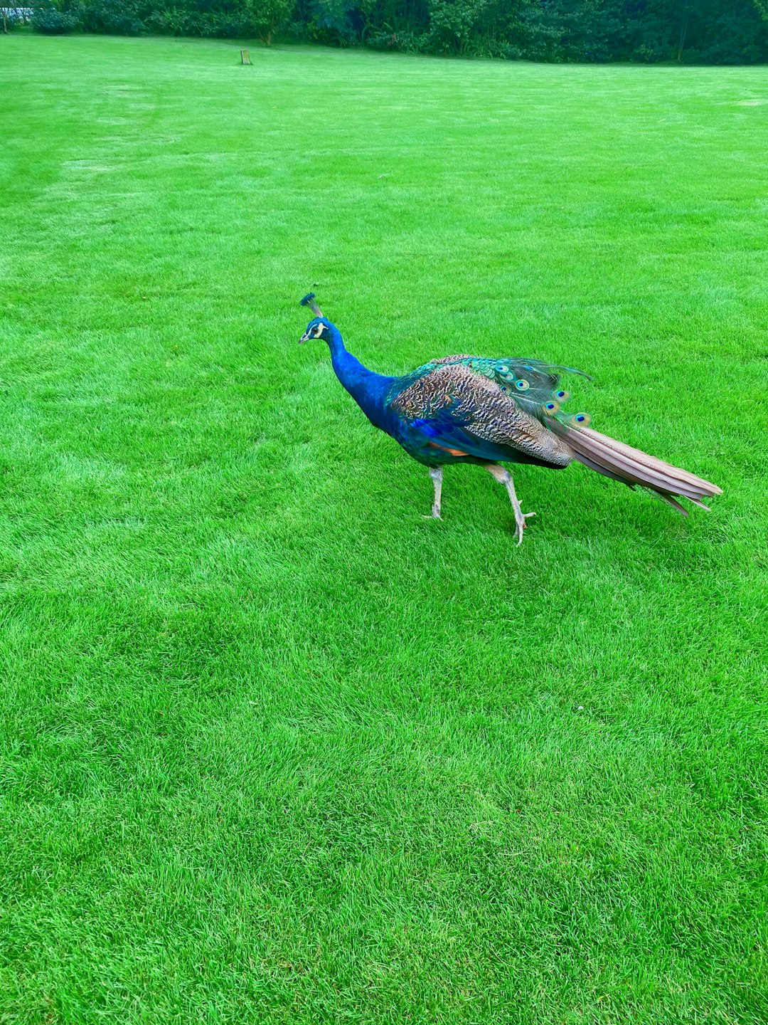 peacock on green grass field during daytime