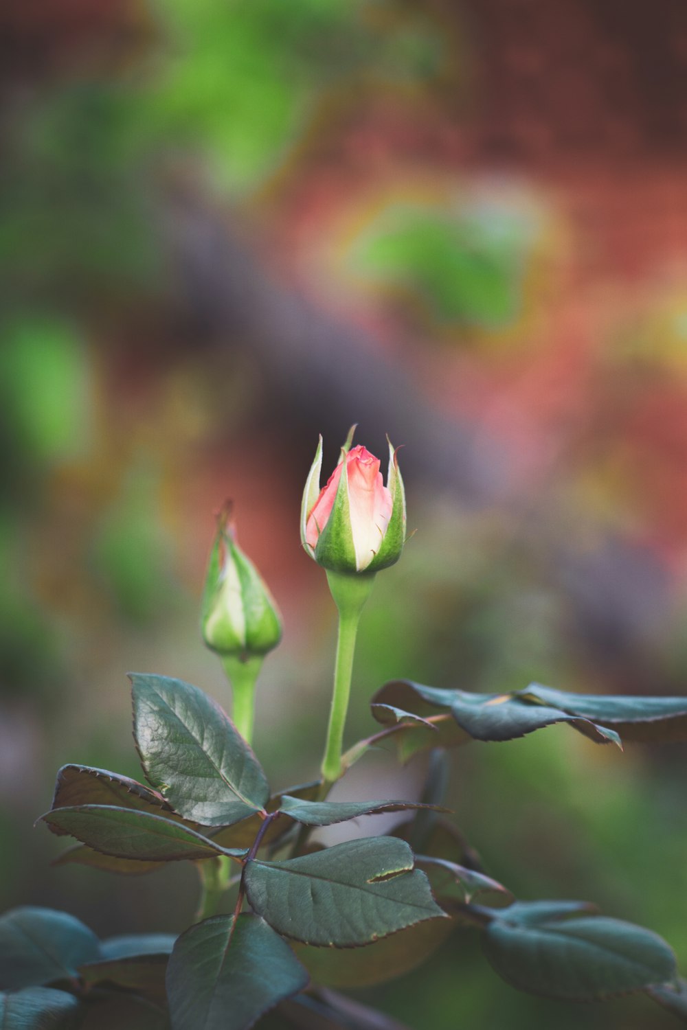 ピンクと緑の花のつぼみ